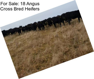 For Sale: 18 Angus Cross Bred Heifers