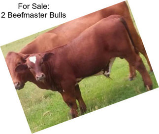 For Sale: 2 Beefmaster Bulls