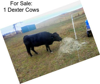 For Sale: 1 Dexter Cows