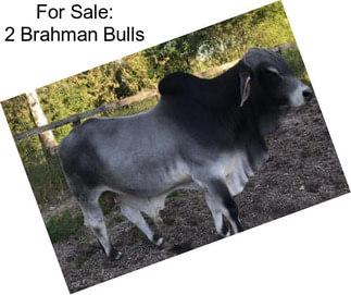 For Sale: 2 Brahman Bulls