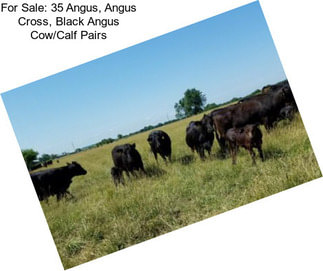 For Sale: 35 Angus, Angus Cross, Black Angus Cow/Calf Pairs