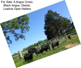 For Sale: 5 Angus Cross, Black Angus, Dexter, Lowline Open Heifers