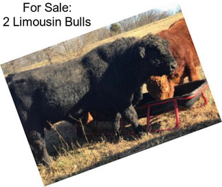 For Sale: 2 Limousin Bulls