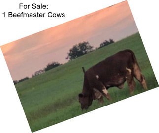 For Sale: 1 Beefmaster Cows