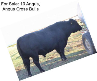 For Sale: 10 Angus, Angus Cross Bulls