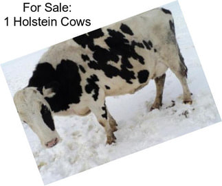 For Sale: 1 Holstein Cows