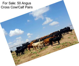 For Sale: 50 Angus Cross Cow/Calf Pairs