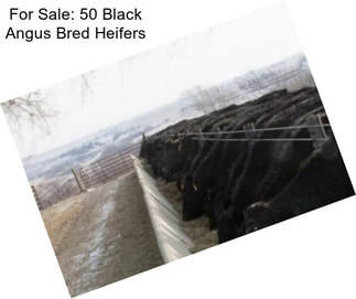 For Sale: 50 Black Angus Bred Heifers