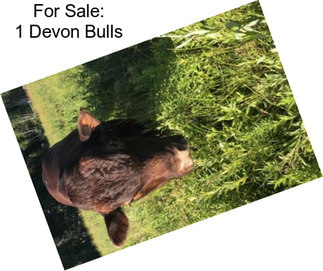 For Sale: 1 Devon Bulls