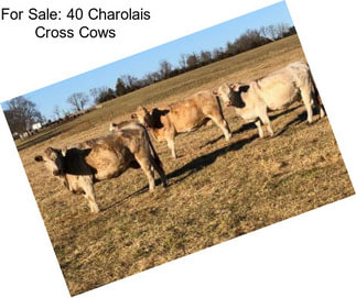 For Sale: 40 Charolais Cross Cows
