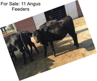 For Sale: 11 Angus Feeders