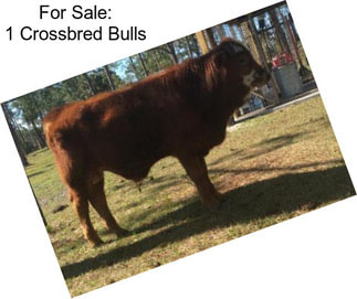 For Sale: 1 Crossbred Bulls