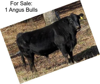 For Sale: 1 Angus Bulls