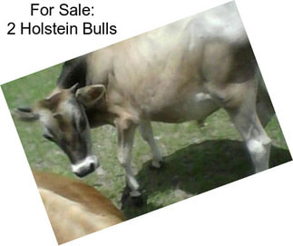 For Sale: 2 Holstein Bulls