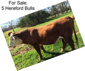 For Sale: 5 Hereford Bulls