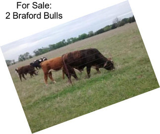 For Sale: 2 Braford Bulls