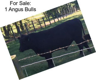 For Sale: 1 Angus Bulls