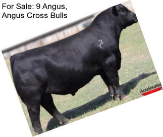 For Sale: 9 Angus, Angus Cross Bulls