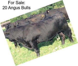 For Sale: 20 Angus Bulls