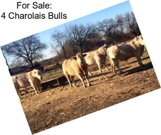 For Sale: 4 Charolais Bulls