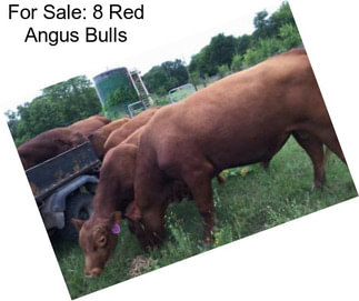 For Sale: 8 Red Angus Bulls