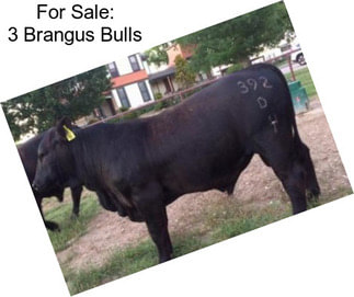 For Sale: 3 Brangus Bulls