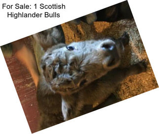 For Sale: 1 Scottish Highlander Bulls