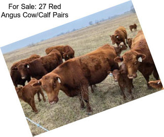 For Sale: 27 Red Angus Cow/Calf Pairs