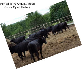 For Sale: 10 Angus, Angus Cross Open Heifers