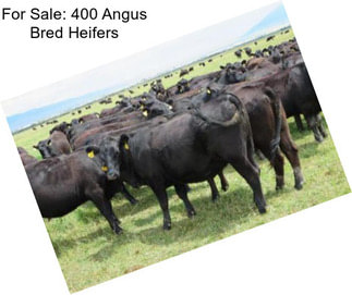 For Sale: 400 Angus Bred Heifers