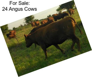 For Sale: 24 Angus Cows