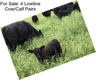 For Sale: 4 Lowline Cow/Calf Pairs