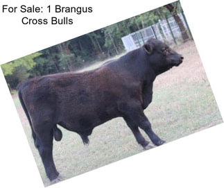 For Sale: 1 Brangus Cross Bulls