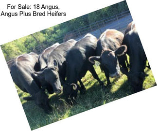 For Sale: 18 Angus, Angus Plus Bred Heifers