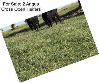 For Sale: 2 Angus Cross Open Heifers