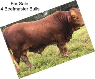 For Sale: 4 Beefmaster Bulls