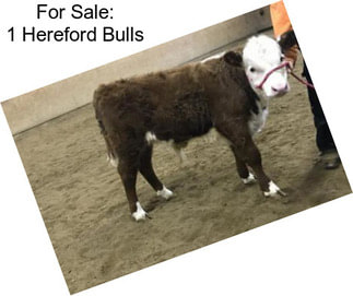 For Sale: 1 Hereford Bulls