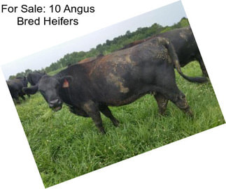 For Sale: 10 Angus Bred Heifers