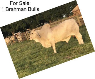 For Sale: 1 Brahman Bulls