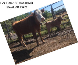 For Sale: 8 Crossbred Cow/Calf Pairs
