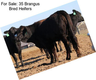 For Sale: 35 Brangus Bred Heifers