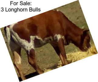 For Sale: 3 Longhorn Bulls