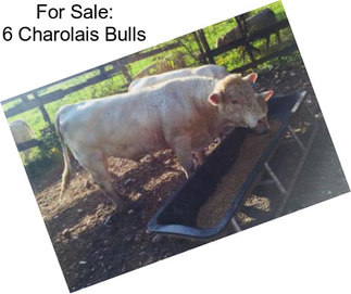 For Sale: 6 Charolais Bulls