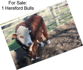 For Sale: 1 Hereford Bulls