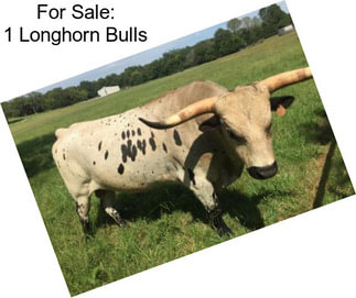 For Sale: 1 Longhorn Bulls