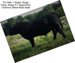 For Sale: 1 Angus, Angus Cross, Angus F1, Angus Plus, Chianina, Maine-Anjou Bulls