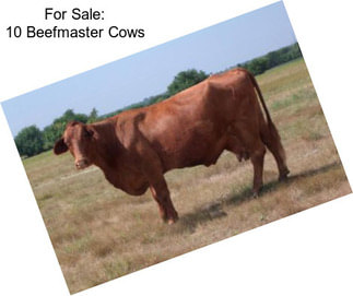 For Sale: 10 Beefmaster Cows