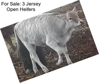For Sale: 3 Jersey Open Heifers
