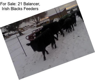 For Sale: 21 Balancer, Irish Blacks Feeders