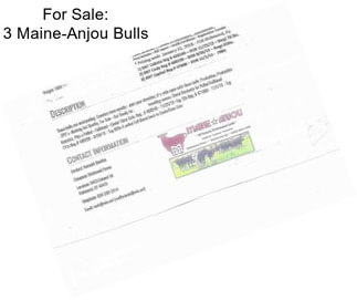 For Sale: 3 Maine-Anjou Bulls